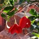 thumbnail image 2 of Aros Acero Copihues Rojo, 2 of 3