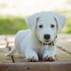 thumbnail image 4 of 10 PCS Campana para Perro, Campana para Gato, Campana de Collar para Perro, Pequeñas Campanas para Mascotas, Llavero Lindo a Granel, Sonido Fuerte para Encanto de Collar de Perro, 4 of 6