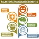 thumbnail image 3 of Suplemento Palmitoiletanolamida 1500 Mg Con Luteolina, 3 of 3