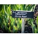 thumbnail image 2 of Raíz de lirio entera Naturegrail 50 g Iris germanica, 2 of 5