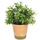 thumbnail image 2 of Boj con flores blancas de 22 cm con macetero, 2 of 2