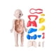 thumbnail image 2 of Rompecabezas de cuerpo humano, juego de enseñanza, partes del cuerpo, modelo de órganos para herramienta de enseñanza, niños, niñas, niños, regalo de, 2 of 5