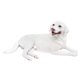 thumbnail image 2 of Escultura De Perro Realista, Artesanía, Escultura, Regalos, Mano De Obra Fina, Modelo De Perro Mascota Blanco, 2 of 5