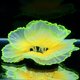 thumbnail image 3 of Adorno de coral Besimple 7 × 9 cm con efecto luminoso – Amarillo, 3 of 7