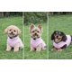 thumbnail image 4 of Chaleco polar JACKO & CO para perros, suave y cálido, para pequeños y medianos, 4 of 8