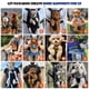 thumbnail image 4 of Mochila transportadora de mascotas Pawaboo ajustable para perros pequeños, color negro, 4 of 7
