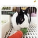 thumbnail image 2 of Bunny Chew Toys For Rabbits, Pet Chew Toy For Small Animals, Pet Toys For Guinea Pig, Hamster, 2 of 2