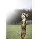 thumbnail image 2 of Peluche interactivo para perros Pet Qwerks Charling Hedgehog, 2 of 3
