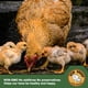 thumbnail image 3 of Gusanos secos de la harina del grupo UCM, 2,27 kg, con alto contenido de proteínas para pájaros y ma, 3 of 6