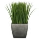 thumbnail image 2 of Grass Verde de 30 cm con macetero, 2 of 2