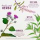 thumbnail image 4 of Tintura WishGarden Cambios del Ciclo 120 ml Perimenopausia/Menopausia, 4 of 8