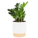 thumbnail image 1 of Maceta decorativa Live Plant Costa Farms ZZ en maceta decorativa de 30 a 50 cm de altura, 1 of 9