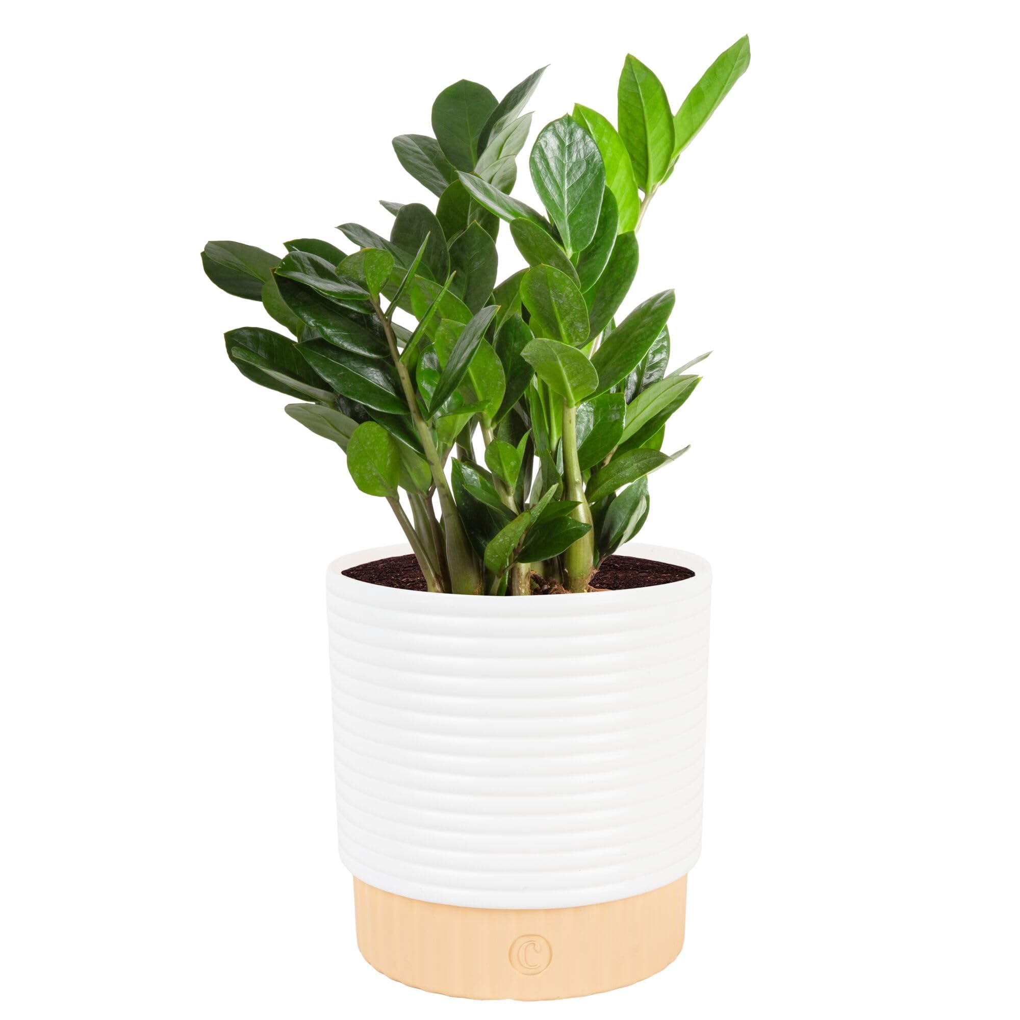 Maceta Decorativa Live Plant Costa Farms Zz En Maceta Decorativa De 30 A 50 Cm De Altura