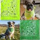 thumbnail image 3 of Bandanas The Peacock Crew Paquete de 10 Unidades 56 cm Algodón Suave, 3 of 7
