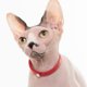 thumbnail image 4 of Collar para gato Nuvuq rojo con cierre de seguridad, suave y liviano, 17,5-26 cm, 4 of 7
