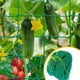 thumbnail image 4 of Xiao Hua Enrejado Resistente para Plantas de Jardín, Adecuado para Pepino, Enredadera, Fruta y Verdura, Enrejado para Plantas de Tomate, Enredadera Trepadora 70.87x70.87 Pulgadas (27 Hebras - Verde), 4 of 4