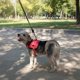 thumbnail image 5 of Arnés Talla M, Ajustable Para Perros Mascotas Paseo  Rojo, 5 of 8