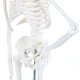 thumbnail image 3 of Modelo de Esqueleto Humano Anatomía Lab 48 cm con Brazos y Piernas Móviles, 3 of 5