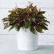 thumbnail image 4 of Maceta Cilíndrica Majestic Blanco Brillante 36 Cm, 4 of 7