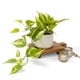 thumbnail image 1 of Planta artificial de pothos colgante Kurrajong Farmhouse con maceta de 13 x 9 cm, 1 of 6