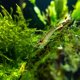 thumbnail image 4 of Camarones Amano premium de grado superior para acuario, 10 unidades, 4 of 4