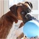 thumbnail image 3 of Jolly Pets RompNRoll Rope Ball Dog Toy, 8 in Large, Blue, 3 of 3