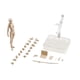 thumbnail image 5 of Conjunto De Cuerpo De Figuras De 15 Cm Con Soporte De Exhibición De Figura Para Decoración De Dormitorio Albaricoque Femenino, 5 of 5
