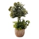 thumbnail image 1 of Planta Decorativa Artificial Estilo Boj Suculenta Adorno Jhn, 1 of 3