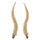 thumbnail image 3 of Accesorio De Disfraz De Cuernos De Antílope Artificiales Para Diadema De Pelo DIY Aro Dorado, 3 of 5
