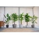 thumbnail image 4 of Planta Artificial Decorativa Arbol Grande Ave Paraiso 180cm, 4 of 11