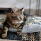 thumbnail image 3 of Colchon cama para perro o gato anti-estrés lavable BRNX "XS" Invierno - verano, 3 of 5