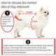 thumbnail image 4 of Poncho de lluvia para perro BUBBLE-FLY Talla Mediana Transparente 4-8 lb (1,8-3,6 kg), 4 of 9