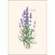 thumbnail image 2 of Juego de tarjetas de notas Earth Sky + Water 8 unidades Lavanda, 2 of 3