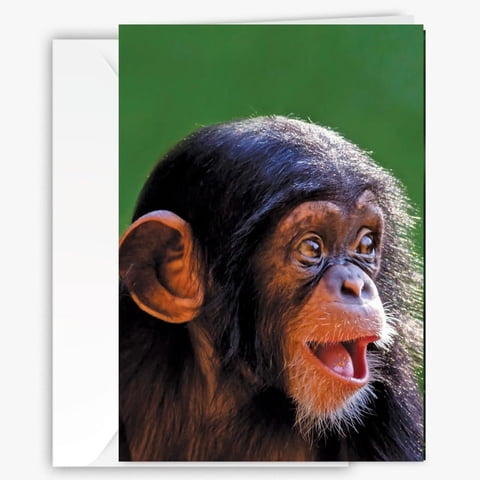 Tarjeta De Felicitación 90210 Exotics Lindo Chimpancé De 13 X 18 Cm Con Foto
