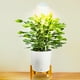 thumbnail image 1 of Luz de cultivo indoor, 1 of 2
