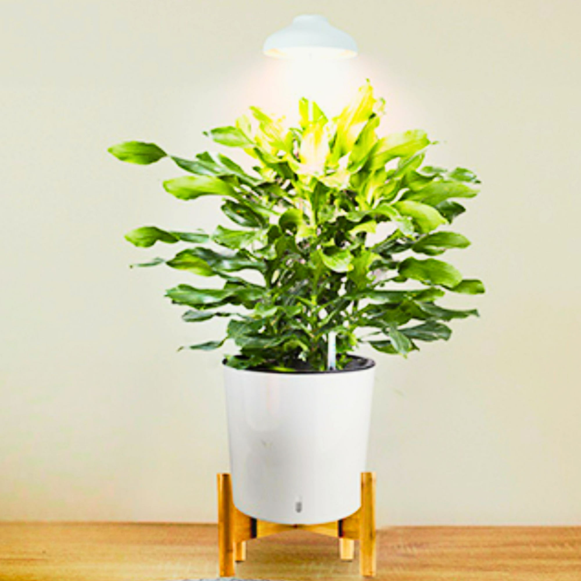 Growled - Luz De Cultivo Indoor