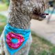 thumbnail image 2 of Bandana Para Perro Diseño Donuts, 2 of 2