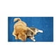 thumbnail image 1 of Manta Alfombra Refrescante Para Perro O Gato 50x90 Cm Hey!, 1 of 6