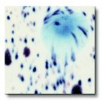 Coloramics Llc - Glaze Coloramics Sax True Flow Crystal Magic, 473 Ml, Ojo De Pavo Real