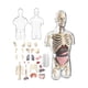 thumbnail image 4 of MODELO ANATOMIA HUMANA 4D TORSO TRANSPARENTE CON 32 PIEZAS DESMONTABLES, 4 of 9