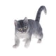 thumbnail image 4 of Simulación Mascotas Animal Modelo Figura Juguete Educativo Decoración Del Hogar Gato Persa, 4 of 5