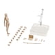 thumbnail image 4 of Conjunto De Cuerpo De Figuras De 15 Cm Con Soporte De Exhibición De Figura Para Decoración De Dormitorio Albaricoque Femenino, 4 of 5