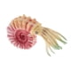thumbnail image 2 of Simulación De Animales Del Océano Modelo Figura Juguetes Educativos Para Ni?os - Caracol De Mar Rosa, 2 of 5