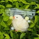 thumbnail image 4 of Squishy Chicken Gberlczz hecho a mano para adultos, 1 unidad, 4 of 7