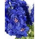 thumbnail image 2 of Delphinium Azul 94cm Con Textura Realista, 2 of 3