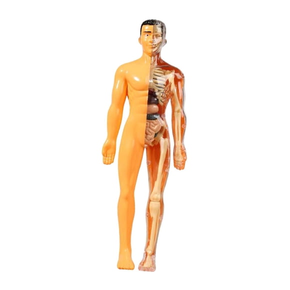 Aprendizaje Del Modelo De Cuerpo Humano Muestra Biología Humana Realista Para Los Grados 8+ Translúcido