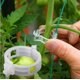 thumbnail image 1 of Tomato Clips BLOWING, 150 unidades, para soporte de plantas, jardín y vid., 1 of 9