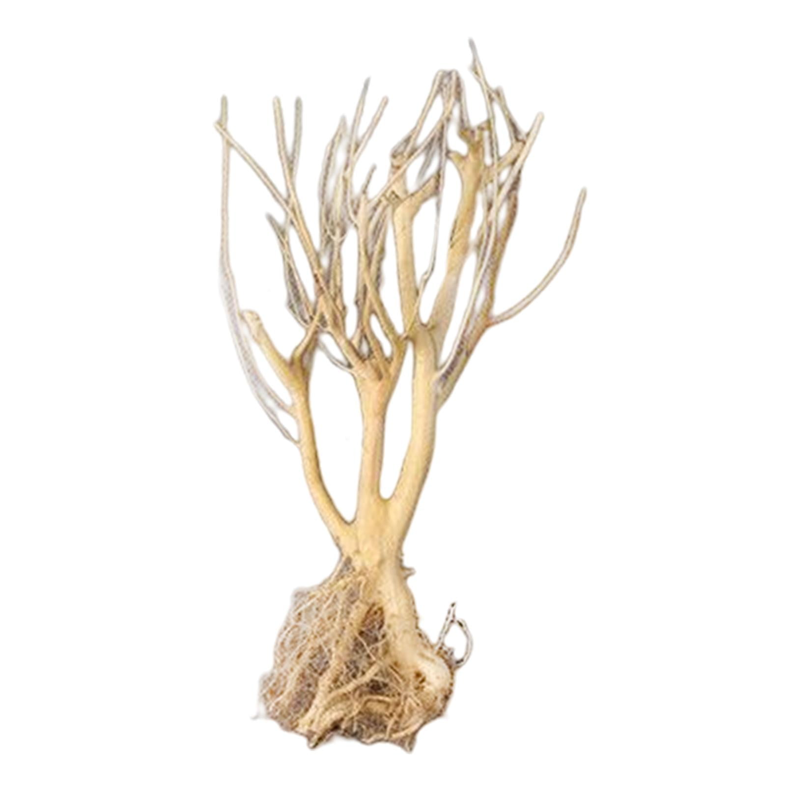 Acuario Ecológico Acuático Driftwood Raíz Tronco árbol Rama Terrario Decoración 25-30CM