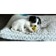 thumbnail image 2 of Tall Tails Aro De Goma Natural Goat Juguete Para Perro S, 2 of 5