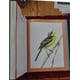 thumbnail image 4 of Chronicle Books - Canciones de Aves: 250 especies de América del Norte, 4 of 4